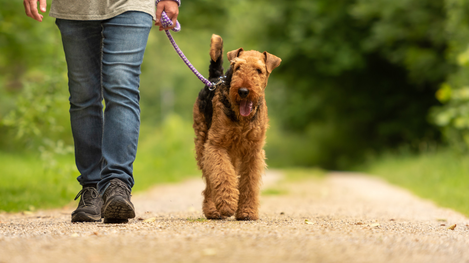wandelaar met hond